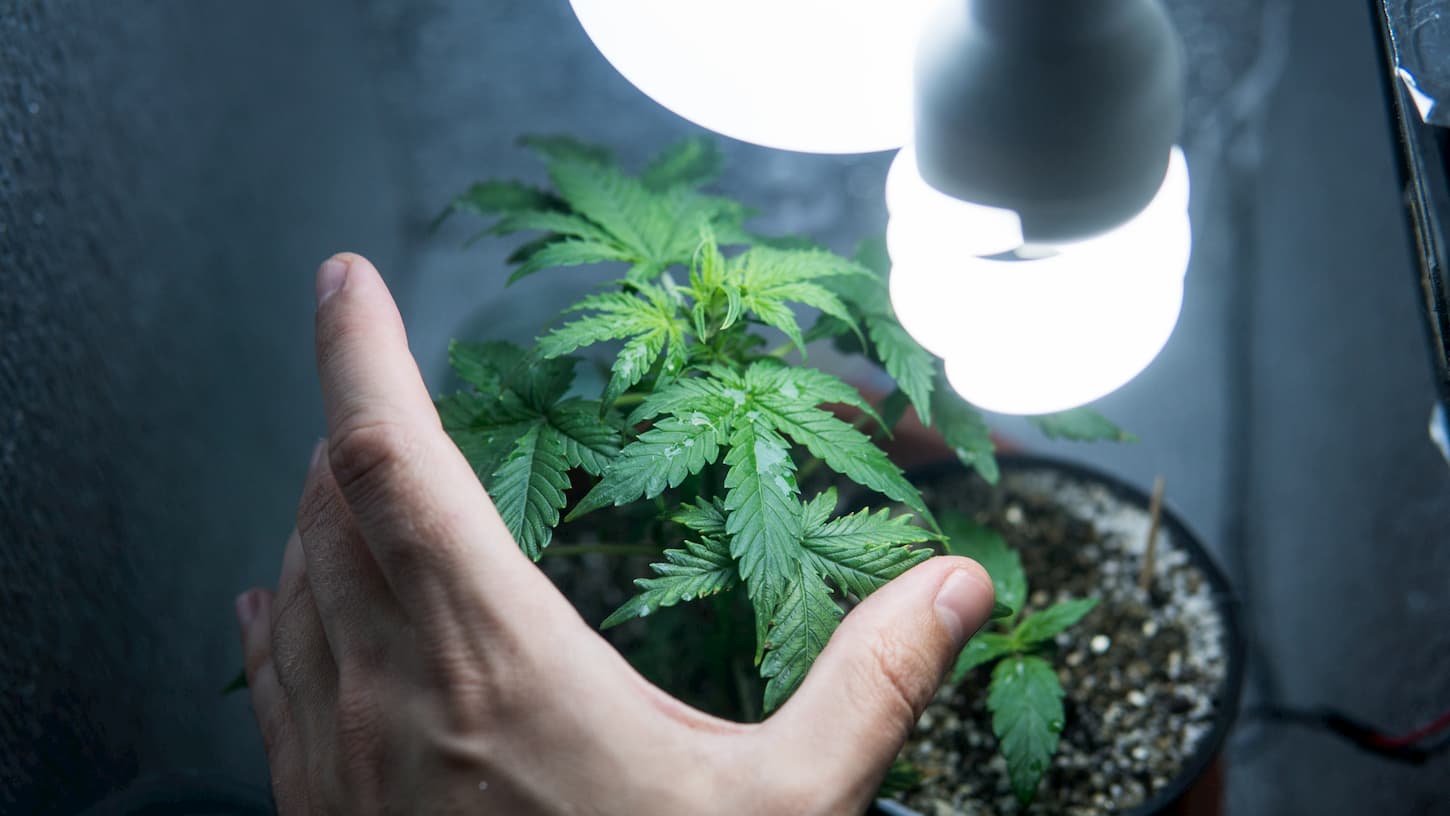 Le cannabis d’intérieur, une culture loin d’être écolo…